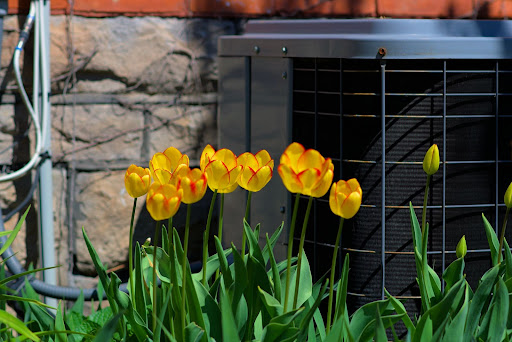 spring flowers in front of hvac unit